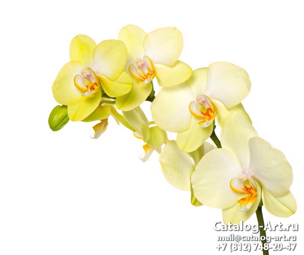 картинки для фотопечати на потолках, идеи, фото, образцы - Потолки с фотопечатью - Желтые и бежевые орхидеи 23
